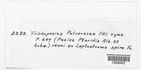 Pyrenopeziza pulveracea image